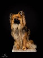 JOSÉ MANUEL PACHECO - JOSE MANUEL PACHECO